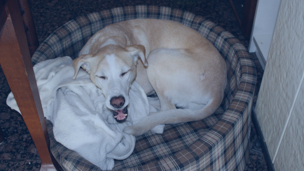 Ein hellbrauner Hund liegt zusammengerollt in seinem karierten Körbchen und gähnt herzhaft mit weit aufgerissenem Maul.