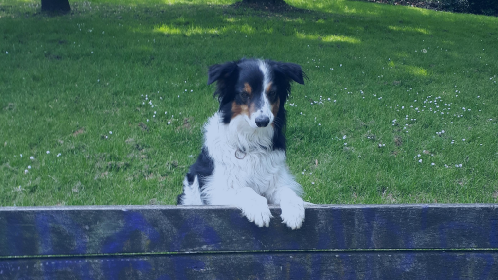Ein schwarz-weißer Hund (Border Collie / Aussie Mix) steht mit den Vorderpfoten auf der Lehne einer Parkbank und schaut neugierig und etwas frech in die Kamera.