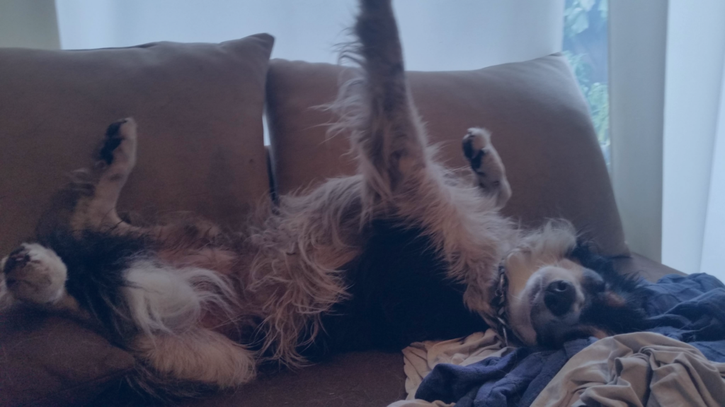 Ein schwarz-weißer Hund liegt entspannt auf dem Rücken auf einem braunen Sofa, streckt alle vier Pfoten gemütlich in die Luft und genießt sichtlich sein Leben.
