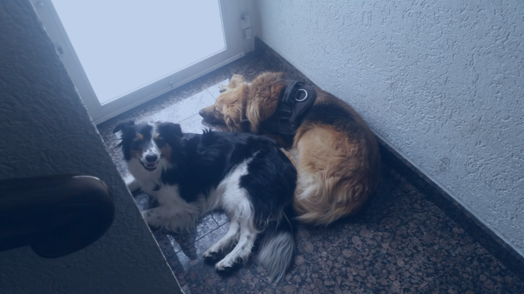 Zwei Hunde liegen entspannt nebeneinander auf dem kühlen Fliesenboden im Flur an einer Terrassentür und ruhen sich aus.