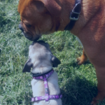 Zwei Hunde unterschiedlicher Größe bei der höflichen und moderierten Kontaktaufnahme (Nase-an-Nase) im Kommunikations-Coaching in Köln.