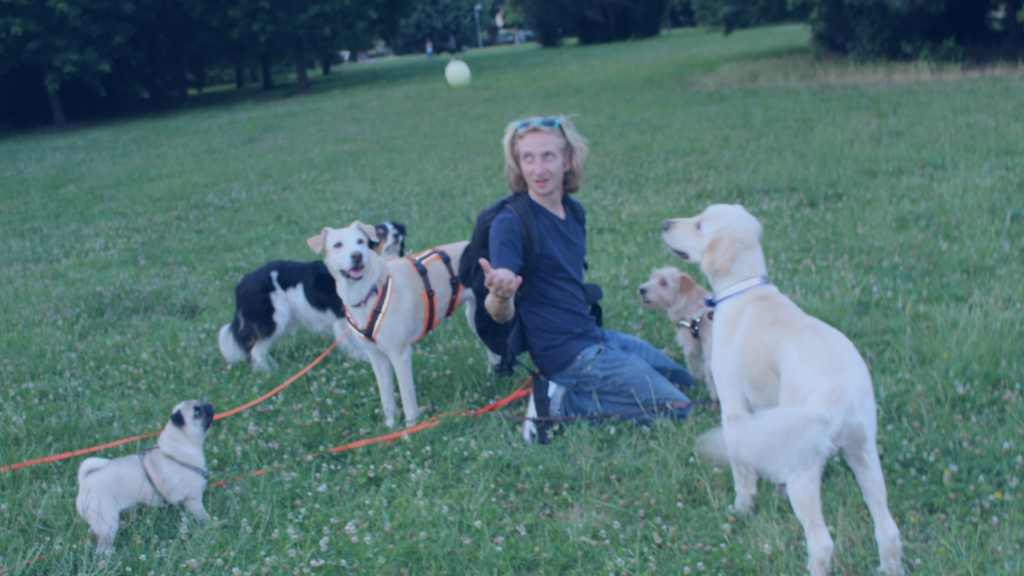 Hundetrainer Helge kniet auf einer Wiese im Park inmitten einer Gruppe von fünf unterschiedlichen Hunden. Er wirft gerade einen Ball, und die Hunde sind aufmerksam auf ihn fokussiert.