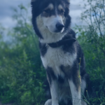 Aufmerksamer Hund im Sitz während einer Bleib-Übung – Impulskontrolle Training in Köln bei Helges Hundehütte.
