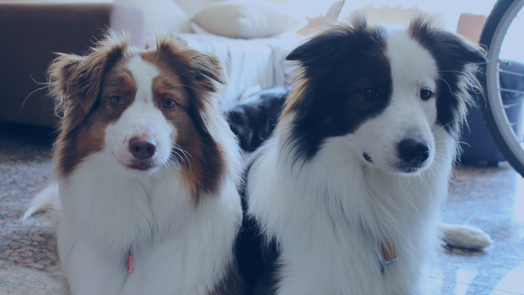 Porträtaufnahme von zwei gepflegten Rassehunden (Australian Shepherd / Border Collie Typ), die aufmerksam und ruhig nebeneinander liegen und in die Kamera schauen.