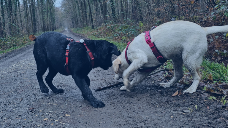 Zwei junge Hunde bei der Kommunikation im Wald, Hundetraining Welpenerziehung Köln