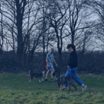 Zwei Hunde interagieren angeleint auf einer Wiese in Köln unter Anleitung von Hundetrainer Helge Becker zur Verbesserung des Sozialkontakts