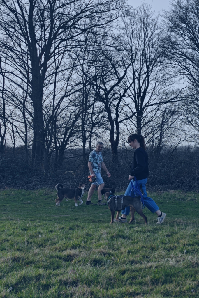 Zwei Hunde interagieren angeleint auf einer Wiese in Köln unter Anleitung von Hundetrainer Helge Becker zur Verbesserung des Sozialkontakts